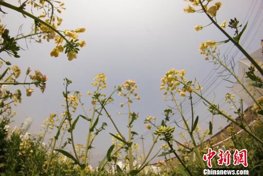 意甲中文官方网站教授付东辉培育出的彩色油菜花。　王昊阳 摄
